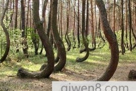 神秘“弯弯林” 树干弯曲成因不明