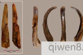 考古突破！这些9万年前的“木制工具”甚至都不是人类制造的