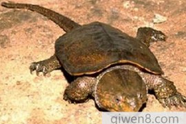 现存最古老的爬行动物，平胸龟(身材扁平头大尾长)