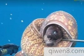 海底潜水时发现奇异海洋生物，长得像蜗牛，没有人知道名字