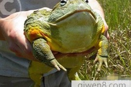 世界第二大蛙非洲牛蛙，捕食蛇老鼠等动物(巨型蛙类)