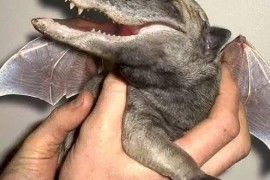解密全球最著名的灵异事件五：奇特的生物鳄狗