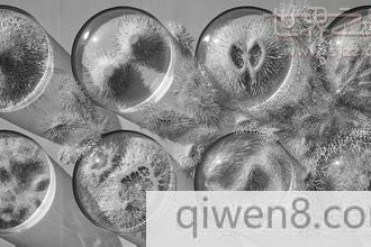 世界上第一个看到微生物的人