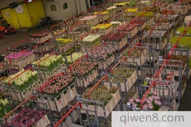 花卉市场,世界上最大的花卉市场