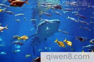 世界最大的海底世界