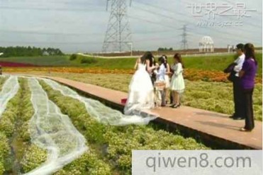 世界上最长的婚纱 世界上最长的婚纱有多长