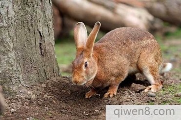 农村诡事三(兔子神儿1)