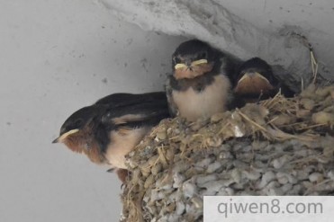 因为烦躁捣毁了家里的燕子窝,结果惹来了惨重的...