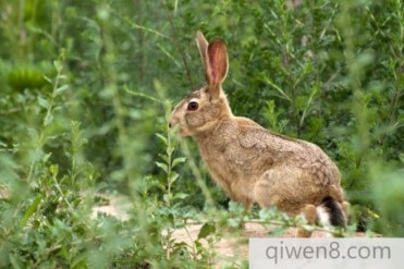 农村诡事四(兔子神儿2)