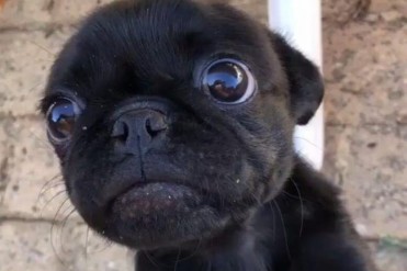 狗狗和小孩都能看见鬼