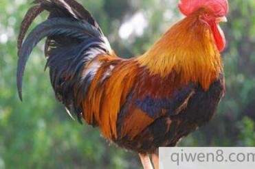 小时候发生在我们村的两个灵异事,公鸡和假扮鬼的人