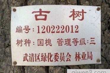 六百多年历史的古树