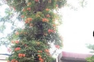 惹怒了百树之王“臭椿树”的惨痛代价!让我们一家...