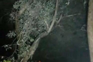 【探灵记】神秘乌枝树上