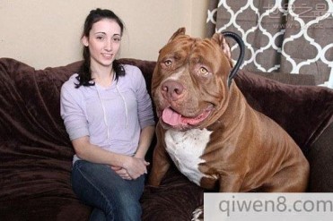 世界上最大的斗牛犬