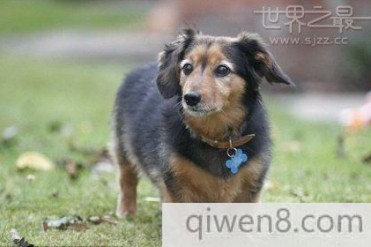 吉尼斯世界纪录狗