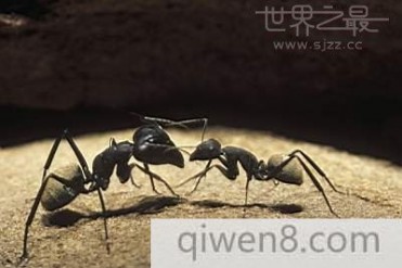 世界上最大的蚂蚁