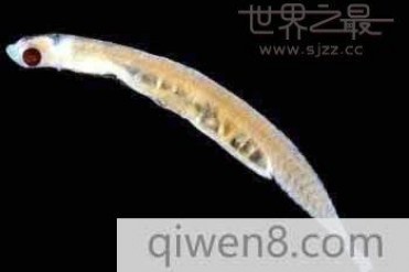 世界上最小的鱼