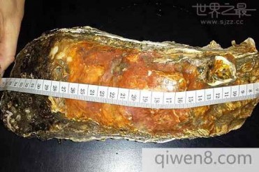 世界上最长的牡蛎