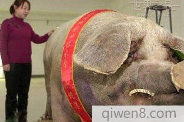 猪的十个世界之最