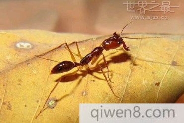 世界上攻击速度最快的动物