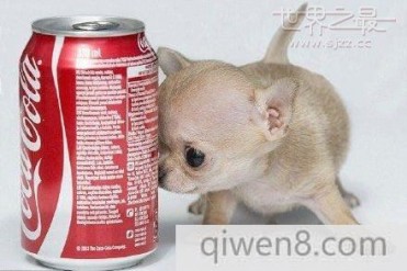 世界上最小的吉娃娃
