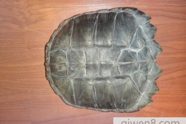 世界壳最硬的动物