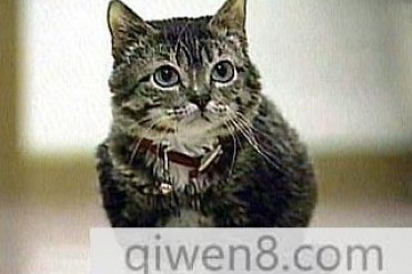 世界上体型最小的猫