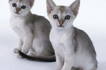 世界上最小的猫品种
