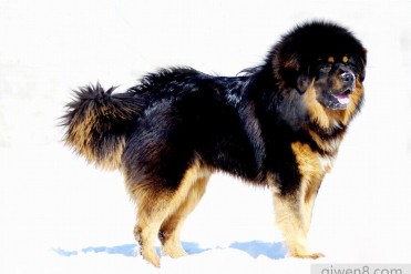 中国最凶悍的犬类-藏獒