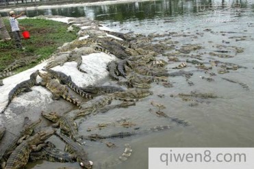 世界最大的鳄鱼公园