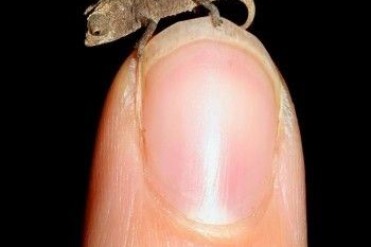 世界最小的变色龙