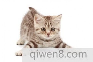 世界上身长最长的猫