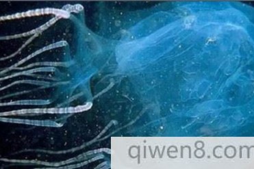 世界最致命的水母
