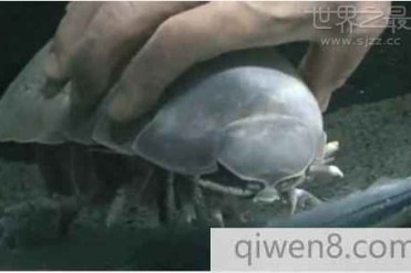 世界最长时间绝食者