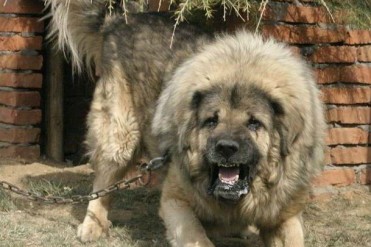 猛犬排行,世界猛犬,世界十大猛犬,世界上最凶猛的...