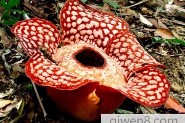 世界最大的花