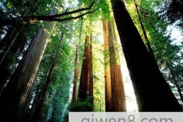 世界第一高树 世界第一高树在哪里