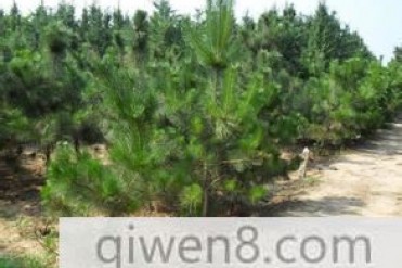 世界最耐紫外线照射的植物