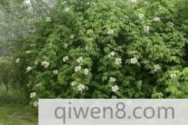 中国最具药用的树木-接骨木