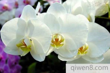 世界上最香的花