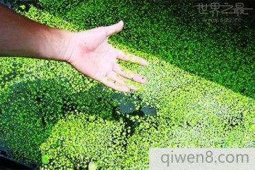 世界上最小的开花植物