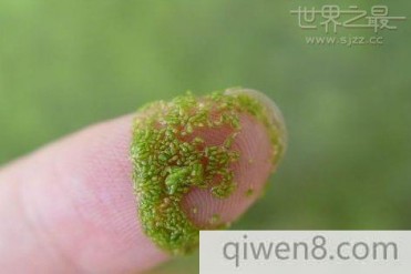 世界上最小的花