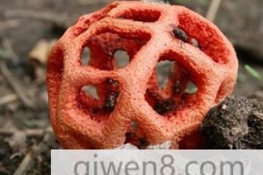 世界上最奇妙的物种-红笼头菌
