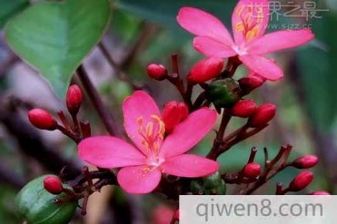 世界上花期最长的花