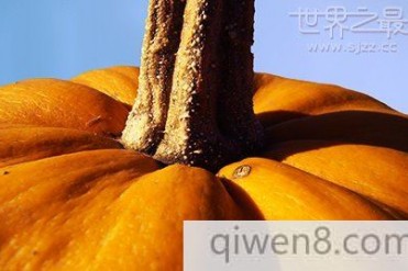 世界上最重的南瓜