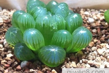 世界有生命的雕刻品