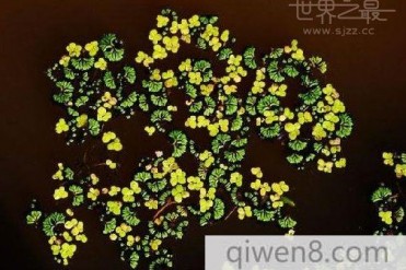 世界最小的开花植物