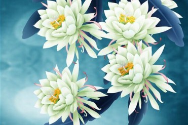 世界最昂贵的花-昙花
