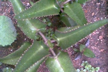 世界植物之中的“不死鸟”